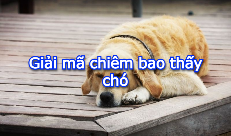 Giải mã chiêm bao thấy chó