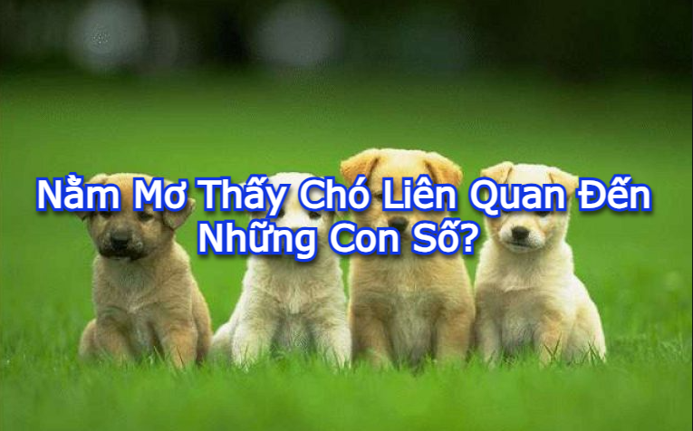 Nằm mơ thấy chó liên quan đến những con số? 