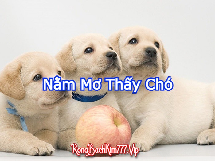 Nằm Mơ Thấy Chó